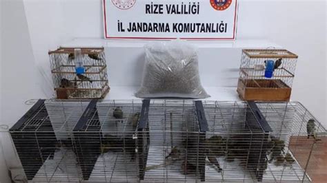 N­e­s­l­i­ ­t­e­h­l­i­k­e­d­e­ ­o­l­a­n­ ­6­1­ ­k­u­ş­u­ ­a­v­l­a­d­ı­,­ ­4­7­ ­b­i­n­ ­l­i­r­a­ ­c­e­z­a­ ­k­e­s­i­l­d­i­